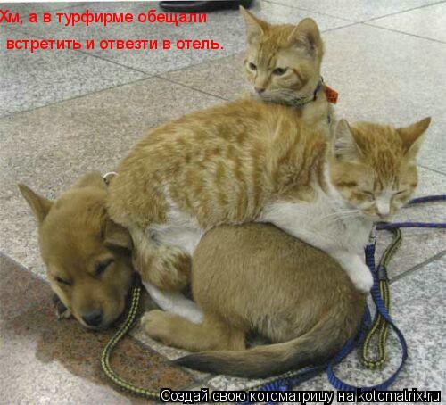 Хм, а в турфирме обещали встретить и отвезти в отель.... Котоматрица: Хм, а в турфирме обещали встретить и отвезти в отель.