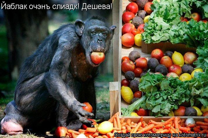 Йаблак очэнъ слиадк! Дешева!... Котоматрица: Йаблак очэнъ слиадк! Дешева!