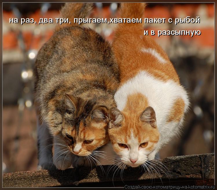 на раз, два три, прыгаем,хватаем пакет с рыбой и в разсыпную... Котоматрица: на раз, два три, прыгаем,хватаем пакет с рыбой и в разсыпную
