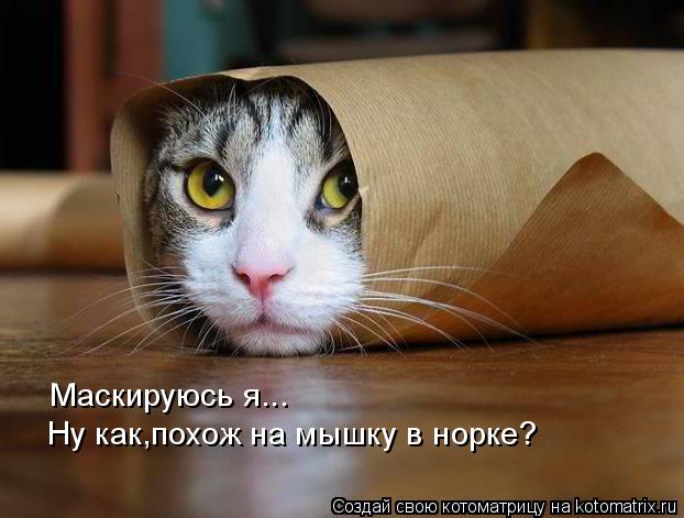 Маскируюсь я... Ну как,похож на мышку в норке?... Котоматрица: Маскируюсь я... Ну как,похож на мышку в норке?