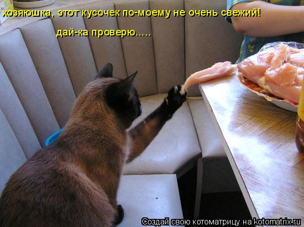 хозяюшка, этот кусочек по-моему не очень свежий! дай-ка проверю........ Котоматрица: хозяюшка, этот кусочек по-моему не очень свежий! дай-ка проверю.....