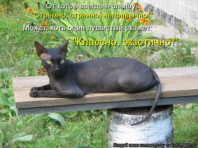 Котоматрица: От котов всегда я слышу: "Стрёмно, странно, непривычно!" Может, хоть один пушистый скажет: "Классно, экзотично!"