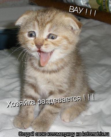 ВАУ ! ! ! Хозяйка раздевается ! ! !... Котоматрица: ВАУ ! ! ! Хозяйка раздевается ! ! !