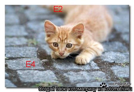 Е2 Е4... Котоматрица: Е2 Е4