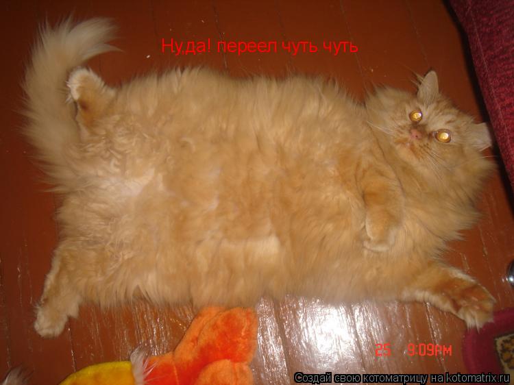 Ну,да! переел чуть чуть... Котоматрица: Ну,да! переел чуть чуть