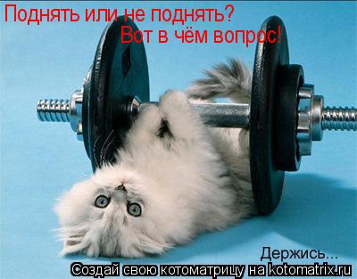 Поднять или не поднять? Вот в чём вопрос!... Котоматрица: Поднять или не поднять? Вот в чём вопрос!