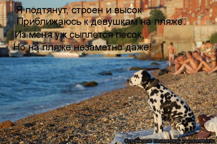 Я подтянут, строен и высок Приближаюсь к девушкам на пляже. Из меня уж сыплется песок, Но на пляже не... Котоматрица: Я подтянут, строен и высок Приближаюсь к девушкам на пляже. Из меня уж сыплется песок, Но на пляже незаметно даже!
