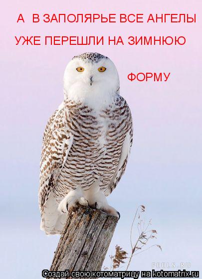 А В ЗАПОЛЯРЬЕ ВСЕ АНГЕЛЫ УЖЕ ПЕРЕШЛИ НА ЗИМНЮЮ ФОРМУ... Котоматрица: А В ЗАПОЛЯРЬЕ ВСЕ АНГЕЛЫ УЖЕ ПЕРЕШЛИ НА ЗИМНЮЮ ФОРМУ
