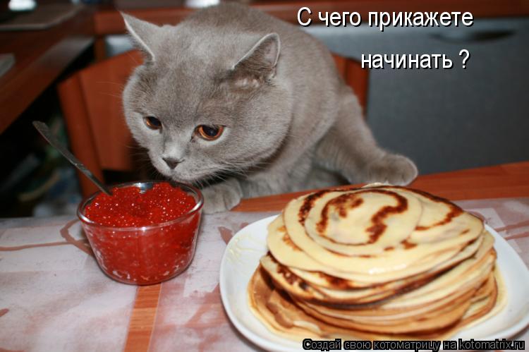С чего прикажете начинать ?... Котоматрица: С чего прикажете начинать ?