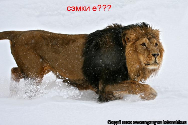 сэмки е???... Котоматрица: сэмки е???