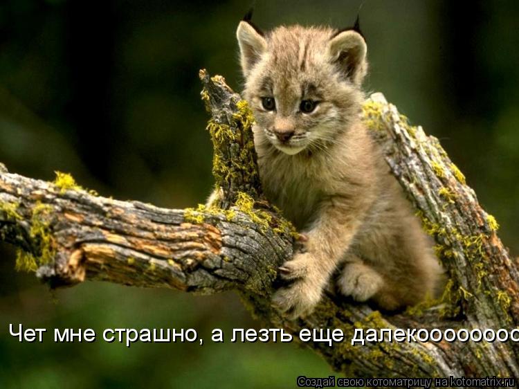 Чет мне страшно, а лезть еще далекоооооооо... Котоматрица: Чет мне страшно, а лезть еще далекоооооооо