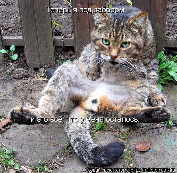 Котоматрица: Теперь я под забором и это все, что у меня осталось...