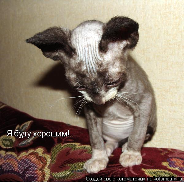Я буду хорошим!...... Котоматрица: Я буду хорошим!...