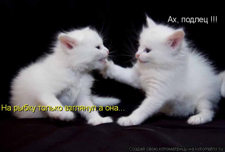 Ах, подлец !!! На рыбку только взглянул а она...... Котоматрица: Ах, подлец !!! На рыбку только взглянул а она...