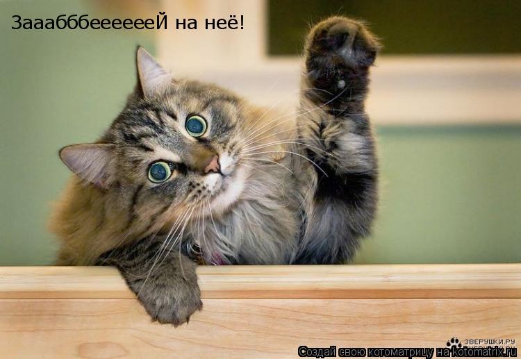 ЗааабббееееееЙ на неё!... Котоматрица: ЗааабббееееееЙ на неё!