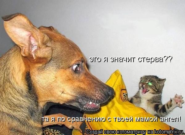 это я значит стерва?? та я по сравнению с твоей мамой ангел!... Котоматрица: это я значит стерва?? та я по сравнению с твоей мамой ангел!