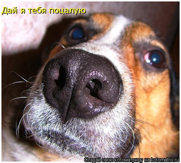 Дай я тебя поцалую... Котоматрица: Дай я тебя поцалую