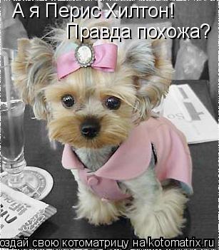 А я Перис Хилтон! Правда похожа?... Котоматрица: А я Перис Хилтон! Правда похожа?