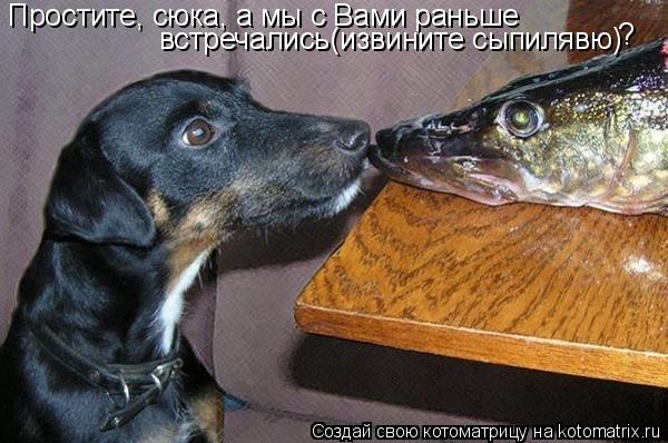 Простите, сюка, а мы с Вами раньше встречались(извините сыпилявю) ?... Котоматрица: Простите, сюка, а мы с Вами раньше встречались(извините сыпилявю) ?