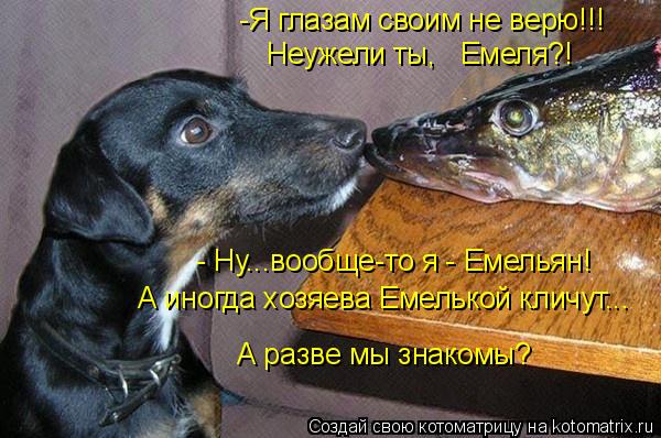 -Я глазам своим не верю!!! - Ну...вообще-то я - Емельян! А иногда хозяева Емелькой кличут... А разве ... Котоматрица: -Я глазам своим не верю!!! - Ну...вообще-то я - Емельян! А иногда хозяева Емелькой кличут... А разве мы знакомы? Неужели ты, Емеля?!
