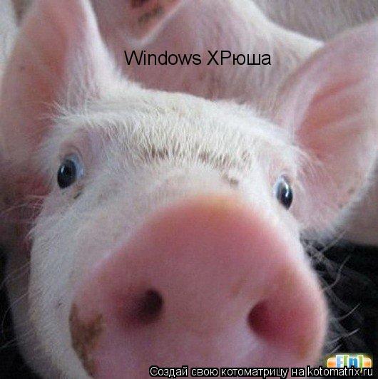 Windows XPюша... Котоматрица: Windows XPюша