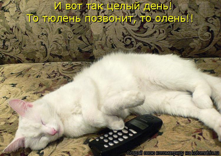 И вот так целый день! То тюлень позвонит, то олень!!... Котоматрица: И вот так целый день! То тюлень позвонит, то олень!!