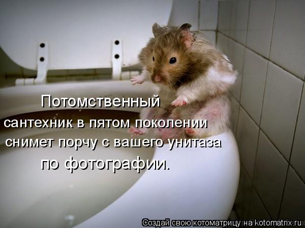 Потомственный по фотографии. сантехник в пятом поколении снимет порчу с вашего унитаза... Котоматрица: Потомственный по фотографии. сантехник в пятом поколении снимет порчу с вашего унитаза