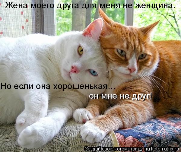 Жена моего друга для меня не женщина. Hо если она хорошенькая... он мне не друг!... Котоматрица: Жена моего друга для меня не женщина. Hо если она хорошенькая... он мне не друг!