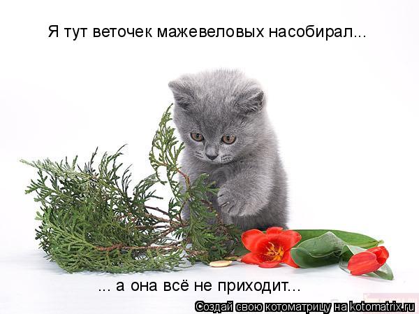 Я тут веточек мажевеловых насобирал... ... а она всё не приходит...... Котоматрица: Я тут веточек мажевеловых насобирал... ... а она всё не приходит...