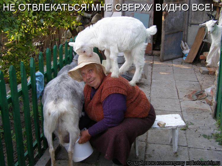 НЕ ОТВЛЕКАТЬСЯ! МНЕ СВЕРХУ ВИДНО ВСЕ!... Котоматрица: НЕ ОТВЛЕКАТЬСЯ! МНЕ СВЕРХУ ВИДНО ВСЕ!