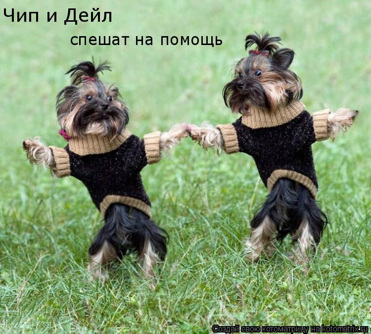 Чип и Дейл спешат на помощь... Котоматрица: Чип и Дейл спешат на помощь