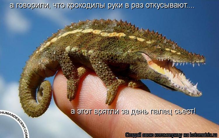 а говорили, что крокодилы руки в раз откусывают.... а этот врятли за день палец сьест!... Котоматрица: а говорили, что крокодилы руки в раз откусывают.... а этот врятли за день палец сьест!