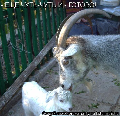 - ЕЩЕ ЧУТЬ-ЧУТЬ И - ГОТОВО!... Котоматрица: - ЕЩЕ ЧУТЬ-ЧУТЬ И - ГОТОВО!