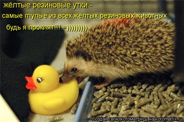 жёлтые резиновые утки - самые глупые из всех жёлтых резиновых животных будь я проклят!!! =)))))))))... Котоматрица: жёлтые резиновые утки - самые глупые из всех жёлтых резиновых животных будь я проклят!!! =)))))))))