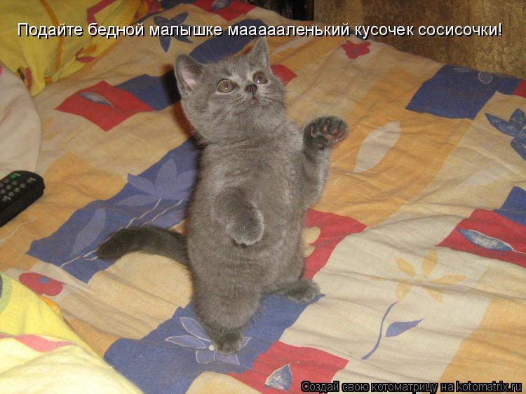 Подайте бедной малышке маааааленький кусочек сосисочки!... Котоматрица: Подайте бедной малышке маааааленький кусочек сосисочки!