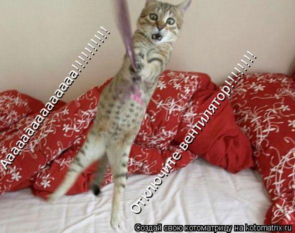 Ааааааааааааааа!!!!!!!!!! Отключите вентилятор!!!!!!!!... Котоматрица: Ааааааааааааааа!!!!!!!!!! Отключите вентилятор!!!!!!!!