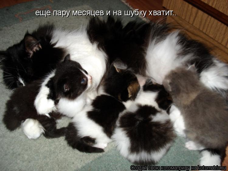еще пару месяцев и на шубку хватит..... Котоматрица: еще пару месяцев и на шубку хватит..