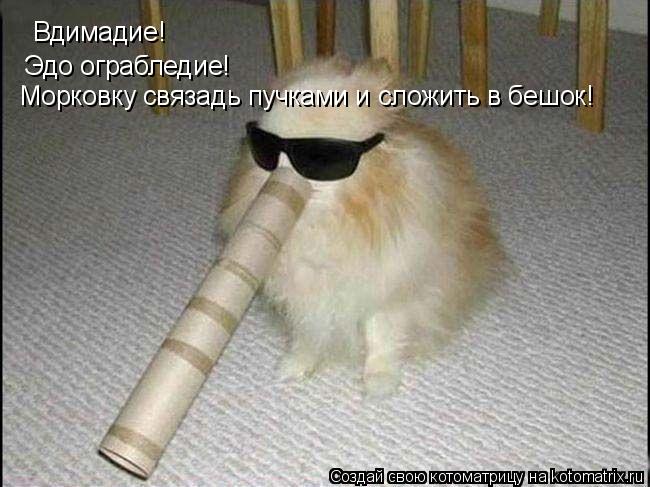 Вдимадие! Вдимадие! Эдо ограбледие! Морковку связадь пучками и сложить в бешок!... Котоматрица: Вдимадие! Вдимадие! Эдо ограбледие! Морковку связадь пучками и сложить в бешок!