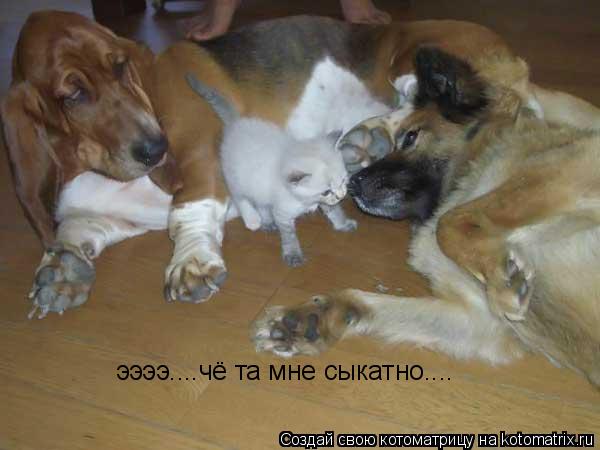 ээээ....чё та мне сыкатно....... Котоматрица: ээээ....чё та мне сыкатно....