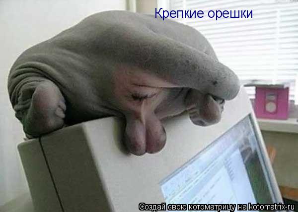 Крепкие орешки... Котоматрица: Крепкие орешки