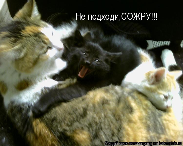Не подходи,СОЖРУ!!!... Котоматрица: Не подходи,СОЖРУ!!!