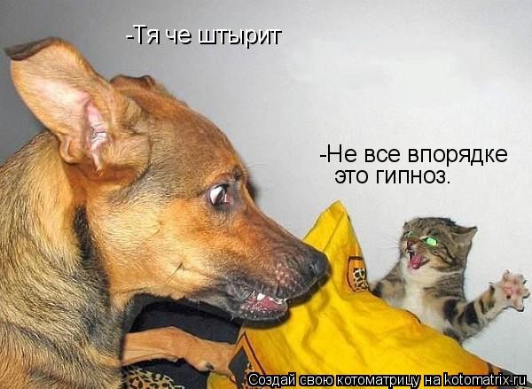 -Тя че штырит это гипноз. -Не все впорядке... Котоматрица: -Тя че штырит это гипноз. -Не все впорядке