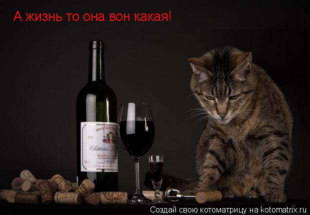 А жизнь то она вон какая!... Котоматрица: А жизнь то она вон какая!