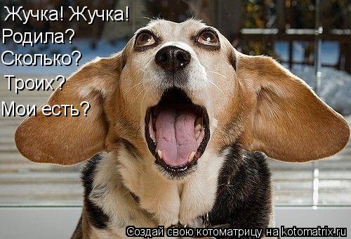 Жучка! Жучка! Родила? Сколько? Троих? Мои есть?... Котоматрица: Жучка! Жучка! Родила? Сколько? Троих? Мои есть?