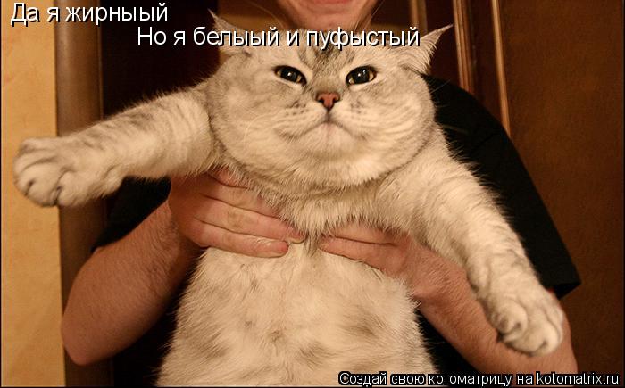 Да я жирныый Но я белыый и пуфыстый... Котоматрица: Да я жирныый Но я белыый и пуфыстый