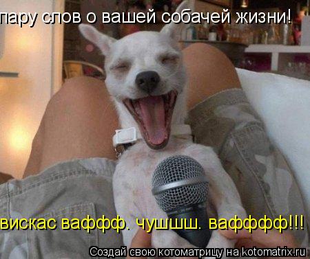 пару слов о вашей собачей жизни! вискас ваффф. чушшш. вафффф!!!... Котоматрица: пару слов о вашей собачей жизни! вискас ваффф. чушшш. вафффф!!!