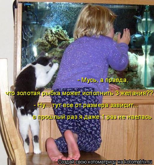 - Мусь, а правда, что золотая рыбка может исполнить 3 желания?? - Ну... тут все от размера зависит...... Котоматрица: - Мусь, а правда, что золотая рыбка может исполнить 3 желания?? - Ну... тут все от размера зависит... в прошлый раз я даже 1 раз не наелась