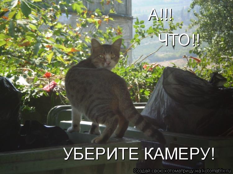 А!!! ЧТО!! УБЕРИТЕ КАМЕРУ!... Котоматрица: А!!! ЧТО!! УБЕРИТЕ КАМЕРУ!