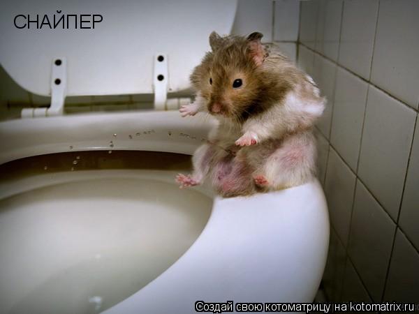 СНАЙПЕР... Котоматрица: СНАЙПЕР