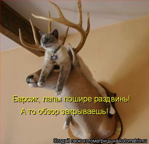 Барсик, лапы пошире раздвинь! А то обзор закрываешь!... Котоматрица: Барсик, лапы пошире раздвинь! А то обзор закрываешь!